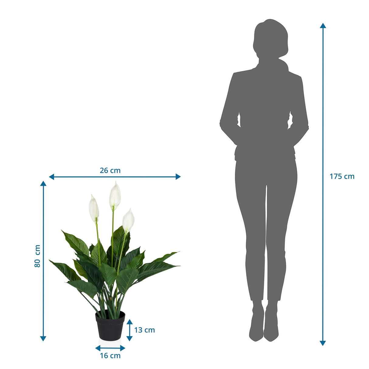 Maßzeichnung der Kunstpflanze SPATHIPHYLLUM mit einer Höhe von 80 cm und Breite von 26 cm von hjh OFFICE