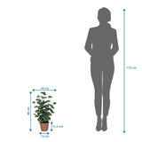 Maßzeichnung der Kunstpflanze Eucalyptus mit einer Höhe von 48 cm neben einer Personen-Silhouette von hjh OFFICE