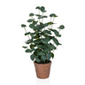 Eucalyptus - Kunstpflanze - buerostuhl24